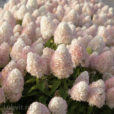 Гортензия Мэджикал Свит Саммер (Magical Sweet Summer) метельчатая купить с доставкой Magical Sweet Summer представляет собой то самое беззаботное лето. Вместе с ее цветущими соцветиями вы сможете полностью забыть о заботах мира и наслаждаться жизнью.