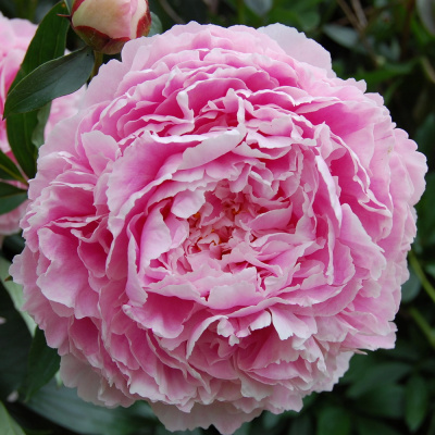 Пион Сара Бернар (Sarah Bernhardt) купить с доставкой нежные розовые лепестки словно созданные для украшения вашего сада