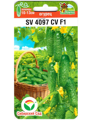 Огурец SV4097CV [Сибирский сад] купить с доставкой Огурец SV 4097 CV F1 – это надёжный выбор для тех, кто хочет получить богатый и качественный урожай с минимальными трудозатратами.Современный гибрид, отличающийся высокой урожайностью и непревзойдённым качеством плодов.