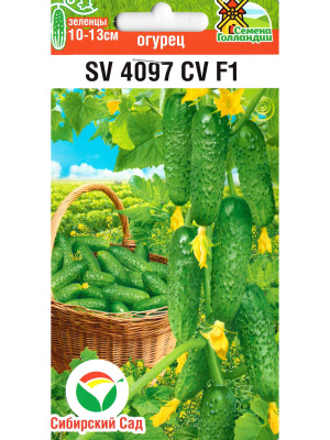 Огурец SV4097CV [Сибирский сад] купить с доставкой Огурец SV 4097 CV F1 – это надёжный выбор для тех, кто хочет получить богатый и качественный урожай с минимальными трудозатратами.Современный гибрид, отличающийся высокой урожайностью и непревзойдённым качеством плодов.