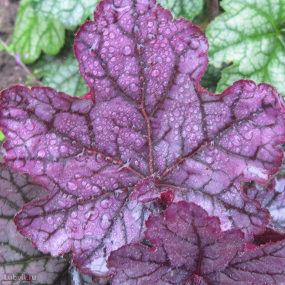 Гейхера Спелбонд (Spellbound) купить с доставкой Спеллбаунд название этой гейхеры переводится как «ошеломляющий», «завораживающий»