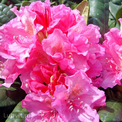 Рододендрон Гаага (Haaga) купить с доставкой выносливое и необыкновенное растение станет любимцем в Вашем саду