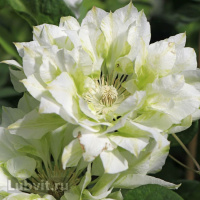 Клематис Юкикомачи (Yukikomachi)