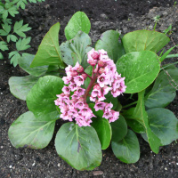 Бадан Толстолистный