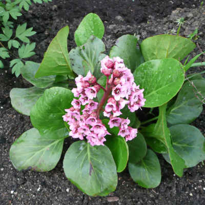 Бадан Толстолистный купить с доставкой экзотическое вечнозеленое растение, полюбившееся за красивую форму листьев, яркие и пышные соцветия, а также фантастическую неприхотливость