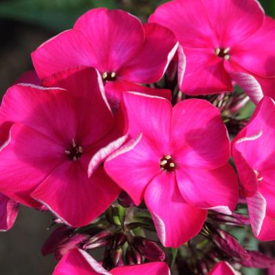 Флокс Олигарх купить с доставкой новый авторский сорт флоксов, ставший настоящей сенсацией среди цветоводов и мастеров ландшафтного дизайна