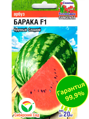 Арбуз Барака [Сибирский сад] купить с доставкой Арбуз Барака. Урожай – фермерам! Крупный, сладкий. Популярный сорт пригодный для выращивания на приусадебном участке и в поле, с высоким потенциалом урожайности и очень крупными плодами. Растение плетистое, хорошо облиственное, отлично укрывает плоды от солнечных ожогов.