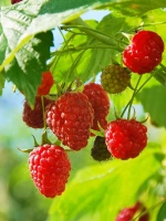 Малина Челябинская крупноплодная