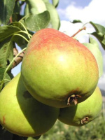 Груша Северянка