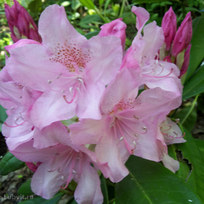 Рододендрон Хельсинки Юниверсити (Helsinki University) купить с доставкой сорт, названный в честь 350летия университета Хельсинки, выведен в Финляндии в конце 70х годов прошлого столетия