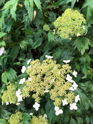 Гортензия Эмеральд Лейс (Emerald Lace) древовидная