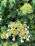 Гортензия Эмеральд Лейс (Emerald Lace) древовидная купить с доставкой