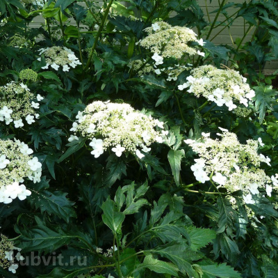 Гортензия Эмеральд Лейс (Emerald Lace) древовидная купить с доставкой искрящаяся гортензия, которая подойдет любителям необычных цветков