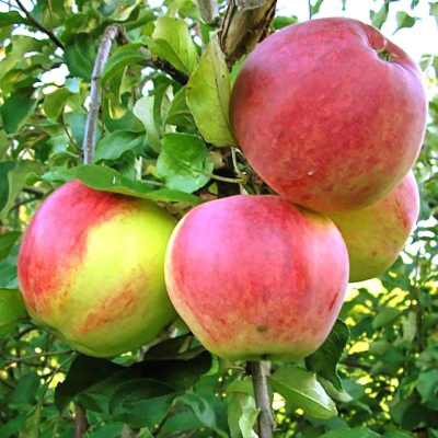 Яблоня Уэлси купить с доставкой ​Легкая в выращивании, неприхотливая, подойдет для начинающего садовода – яблоня Уэлси. Скороплодное, урожайное дерево среднего срока созревания порадует обилием вкусных плодов.