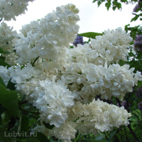 Сирень Память о Колесникове