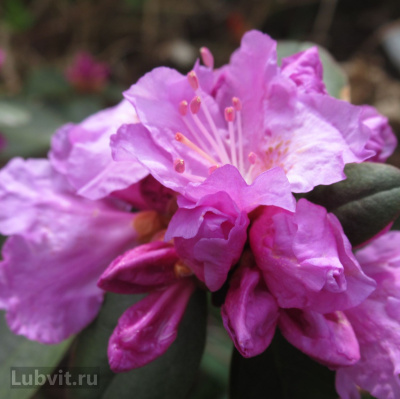 Рододендрон П.Дж.М. Элит (P.J.M. Elite) купить с доставкой благодаря яркой внешности получил десятки народных названий: альпийская роза, горный дурман, багульник