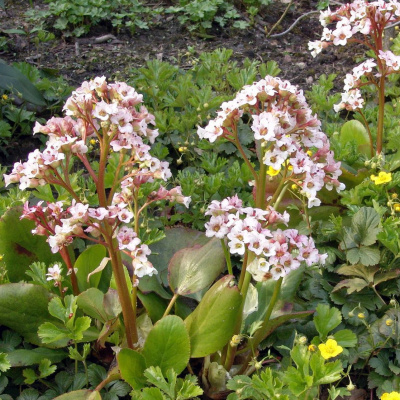Бадан Зильберлихт (Silberlicht) купить с доставкой многолетнее травянистое растение