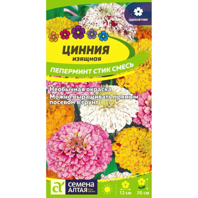 Цинния Пеперминт Стик [Семена алтая] купить с доставкой без сомнений самая яркая и оригинальная смесь цинний, ставшая настоящей сенсацией в садоводстве
