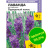 Лаванда Пурпурный колос английская [Семена алтая] купить с доставкой - Лаванда Пурпурный колос английская [Семена алтая] купить с доставкой