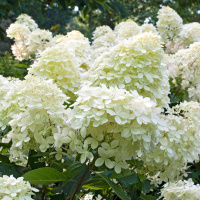 Гортензия Фантом (Phantom) метельчатая
