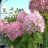Гортензия Фантом (Phantom) метельчатая купить с доставкой - Гортензия Фантом (Phantom) метельчатая купить с доставкой