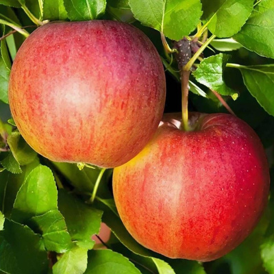 Яблоня Валюта купить с доставкой Прекрасный колоновидный сорт, выведенный в 1986 году В. В. Кичиной и Н. Г. Морозовой. Уникальный сорт, обладающий полным иммунитетом к парше. Компактные размеры дерева позволяют размещать его на небольших участках, а благодаря высокой зимостойкости, можно выращивать в холодных регионах нашей страны.