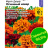 Бархатцы Френч Дварф Огненный ковер [Семена алтая] купить с доставкой - Бархатцы Френч Дварф Огненный ковер [Семена алтая] купить с доставкой