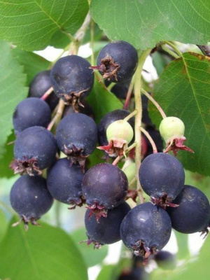 Ирга Смоуки купить с доставкой ​Смоуки – поистине удивительный сорт ирги канадской селекции, который завоевал сердца садоводов благодаря своим крупным, сочным ягодам с изумительным вкусом и высочайшей зимостойкости.