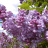 Сирень Олимпиада Колесникова купить с доставкой - Сирень Олимпиада Колесникова купить с доставкой