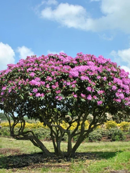 Рододендрон Розеум Элеганс (Roseum Elegans) купить с доставкой Рододендрон Розеум Элеганс (Roseum Elegans) купить с доставкой