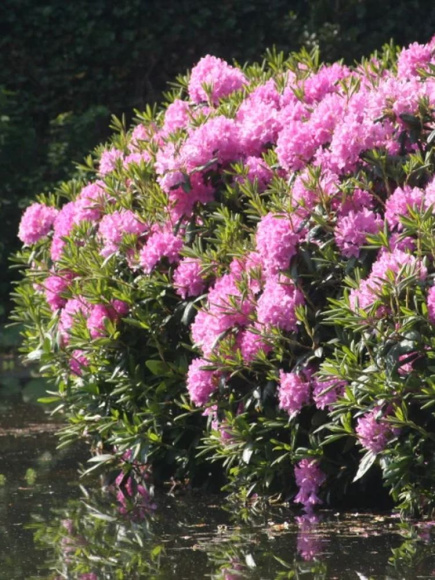 Рододендрон Розеум Элеганс (Roseum Elegans) купить с доставкой Рододендрон Розеум Элеганс (Roseum Elegans) купить с доставкой