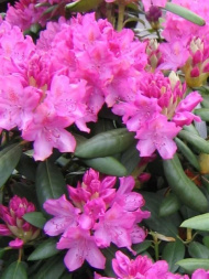 Рододендрон Розеум Элеганс (Roseum Elegans)
