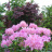 Рододендрон Розеум Элеганс (Roseum Elegans) купить с доставкой Рододендрон Розеум Элеганс (Roseum Elegans) купить с доставкой - Рододендрон Розеум Элеганс (Roseum Elegans) купить с доставкой