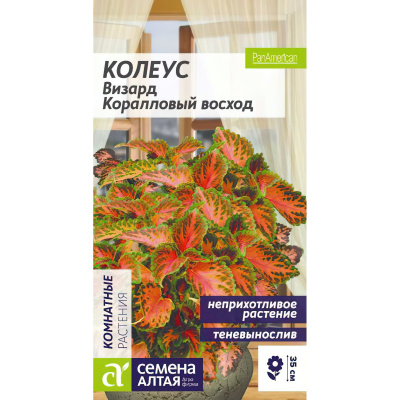 Колеус Визард Коралловый Восход [Семена алтая] купить с доставкой красивое растение, которое легко узнать по бархатистым розовым листьям с зеленой окантовкой