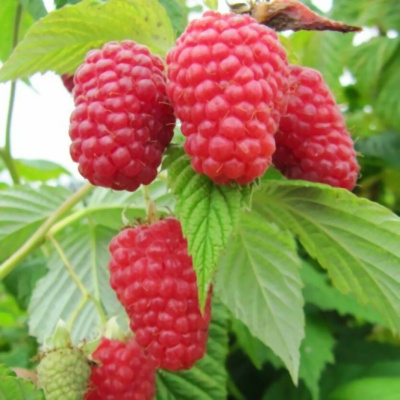 Малина Гусар купить с доставкой Общепризнанная любимица – малина Гусар, которую ценят за ее крупные, необычайно вкусные, сочные ягоды, а так же за неприхотливость в выращивании.