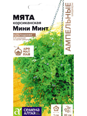 Мята Мини минт декоративная корсиканская [Семена алтая] купить с доставкой Мята корсиканская Мини Минт — это изысканное и изящное растение, способное привнести свежесть и утончённый аромат в ваш сад или интерьер. Её миниатюрные листья образуют плотный, густой ковёр зелени, который источает мягкий мятный аромат. Цветение сопровождается мелкими розовыми цветками, придающими растению декоративность. Идеально подходит для тех, кто ценит компактность, красоту и практичность. Это очаровательное растение для создания живых ароматных ковров, декора балконов или использования в кулинарных экспериментах.