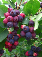 Ирга Тиссен