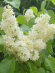 Сирень Примроуз (Primrose) купить с доставкой