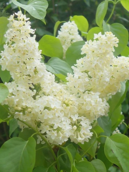 Сирень Примроуз (Primrose) купить с доставкой