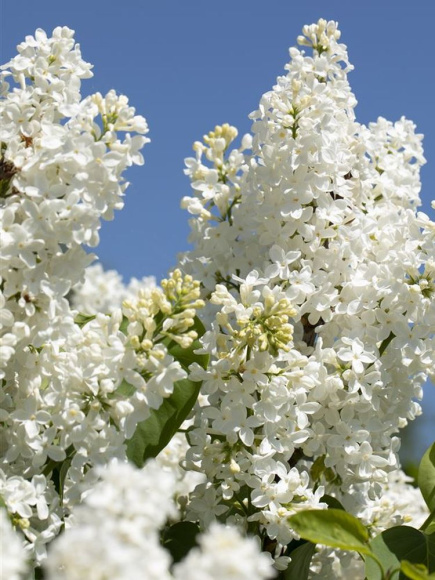 Сирень Примроуз (Primrose) купить с доставкой
