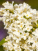 Сирень Примроуз (Primrose) купить с доставкой