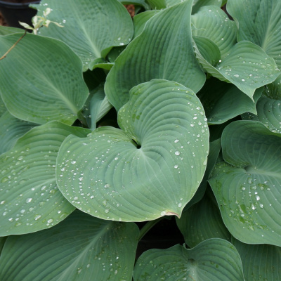 Хоста Биг Дэдди (Big Daddy) [L] купить с доставкой Большой Папа среди всех хост действительно обладает внушительными размерами. Его куст точно станет центральной точкой в любой композиции или же прекрасным дополнением к древесно–кустарниковой группе