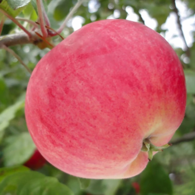 Яблоня Мантет купить с доставкой Один из самых популярных и проверенных сортов. Выведен в Канаде. Дерево неприхотливое и высокоурожайное. Во время цветения раскрывается декоративность сорта – яблоня красиво цветет розово-сиреневыми цветами.