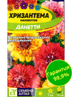 Хризантема Данетти килеватая [Семена алтая]