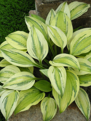 Хоста Кэптинз Эдвенчер (Captain's Adventure) [M] купить с доставкой Ее фактурность, окрас и форма не смогут оставить никого равнодушным