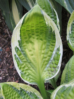 Хоста Кэптинз Эдвенчер (Captain's Adventure) [M]