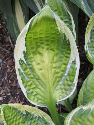 Хоста Кэптинз Эдвенчер (Captain's Adventure) [M] купить с доставкой 