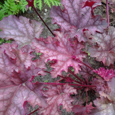 Гейхера Кан Кан (Can Can) купить с доставкой замечательный сорт гибридной гейхеры, выведенный в 1996 году