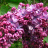 Сирень Виолетта (Violetta) купить с доставкой Сирень Виолетта (Violetta) купить с доставкой - Сирень Виолетта (Violetta) купить с доставкой