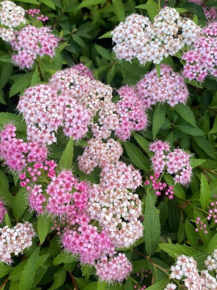 Спирея Широбана (Shirobana) купить с доставкой Спирея Широбана (Shirobana) купить с доставкой